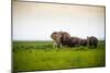 African Elephant Herd at Sunset in Amboseli National Park, Kenya-Santosh Saligram-Mounted Premium Photographic Print