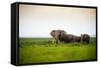 African Elephant Herd at Sunset in Amboseli National Park, Kenya-Santosh Saligram-Framed Stretched Canvas