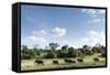 African Elephant Herd, Chobe National Park, Botswana-Paul Souders-Framed Stretched Canvas