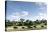 African Elephant Herd, Chobe National Park, Botswana-Paul Souders-Stretched Canvas