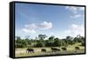 African Elephant Herd, Chobe National Park, Botswana-Paul Souders-Framed Stretched Canvas