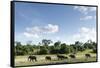 African Elephant Herd, Chobe National Park, Botswana-Paul Souders-Framed Stretched Canvas