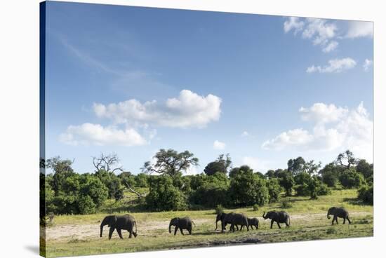 African Elephant Herd, Chobe National Park, Botswana-Paul Souders-Stretched Canvas