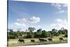 African Elephant Herd, Chobe National Park, Botswana-Paul Souders-Stretched Canvas