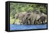 African Elephant Herd, Chobe National Park, Botswana-Paul Souders-Framed Stretched Canvas