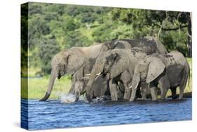 African Elephant Herd, Chobe National Park, Botswana-Paul Souders-Stretched Canvas