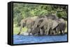 African Elephant Herd, Chobe National Park, Botswana-Paul Souders-Framed Stretched Canvas