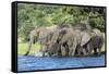 African Elephant Herd, Chobe National Park, Botswana-Paul Souders-Framed Stretched Canvas