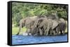 African Elephant Herd, Chobe National Park, Botswana-Paul Souders-Framed Stretched Canvas