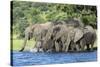 African Elephant Herd, Chobe National Park, Botswana-Paul Souders-Stretched Canvas