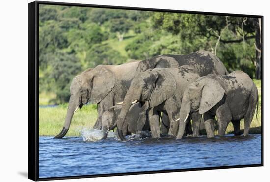 African Elephant Herd, Chobe National Park, Botswana-Paul Souders-Framed Stretched Canvas