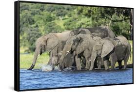 African Elephant Herd, Chobe National Park, Botswana-Paul Souders-Framed Stretched Canvas