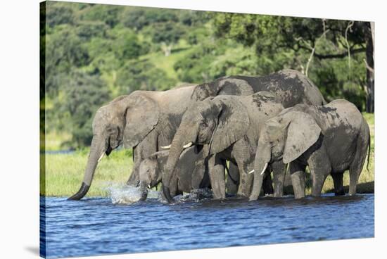 African Elephant Herd, Chobe National Park, Botswana-Paul Souders-Stretched Canvas