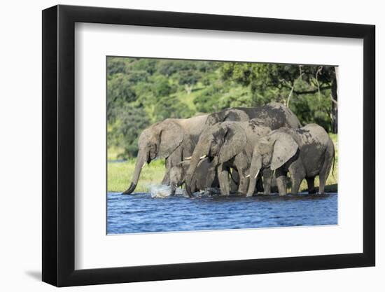 African Elephant Herd, Chobe National Park, Botswana-Paul Souders-Framed Premium Photographic Print
