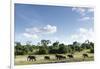 African Elephant Herd, Chobe National Park, Botswana-Paul Souders-Framed Photographic Print