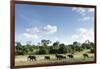 African Elephant Herd, Chobe National Park, Botswana-Paul Souders-Framed Photographic Print