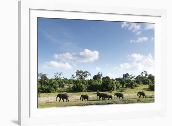 African Elephant Herd, Chobe National Park, Botswana-Paul Souders-Framed Photographic Print