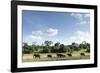 African Elephant Herd, Chobe National Park, Botswana-Paul Souders-Framed Photographic Print
