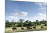 African Elephant Herd, Chobe National Park, Botswana-Paul Souders-Mounted Photographic Print