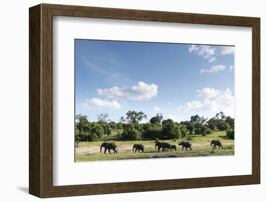 African Elephant Herd, Chobe National Park, Botswana-Paul Souders-Framed Photographic Print