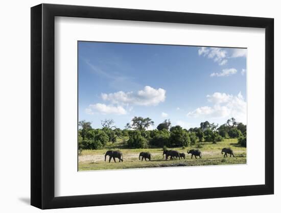 African Elephant Herd, Chobe National Park, Botswana-Paul Souders-Framed Photographic Print