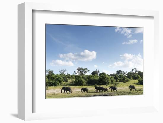 African Elephant Herd, Chobe National Park, Botswana-Paul Souders-Framed Photographic Print