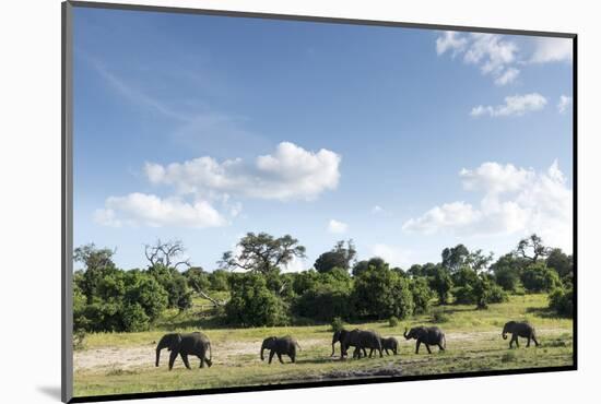 African Elephant Herd, Chobe National Park, Botswana-Paul Souders-Mounted Photographic Print