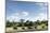 African Elephant Herd, Chobe National Park, Botswana-Paul Souders-Mounted Photographic Print