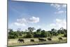 African Elephant Herd, Chobe National Park, Botswana-Paul Souders-Mounted Photographic Print