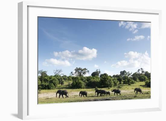 African Elephant Herd, Chobe National Park, Botswana-Paul Souders-Framed Photographic Print