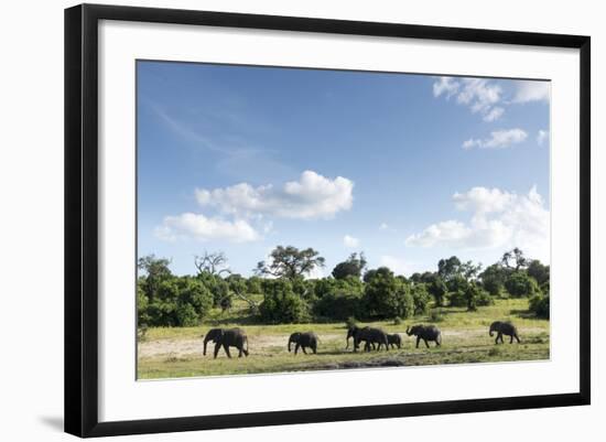 African Elephant Herd, Chobe National Park, Botswana-Paul Souders-Framed Photographic Print