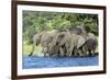 African Elephant Herd, Chobe National Park, Botswana-Paul Souders-Framed Photographic Print