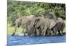 African Elephant Herd, Chobe National Park, Botswana-Paul Souders-Mounted Photographic Print