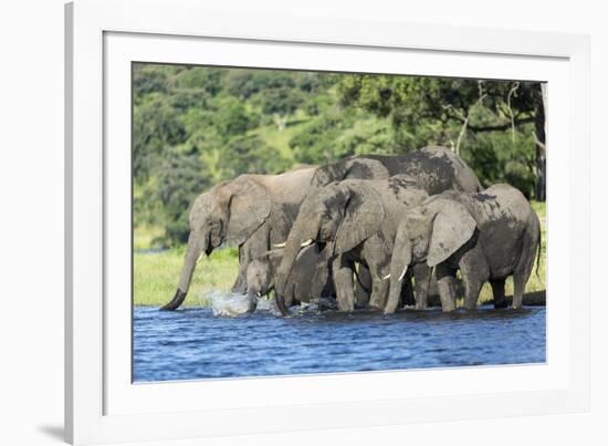 African Elephant Herd, Chobe National Park, Botswana-Paul Souders-Framed Photographic Print