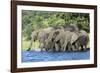 African Elephant Herd, Chobe National Park, Botswana-Paul Souders-Framed Photographic Print