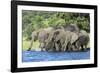 African Elephant Herd, Chobe National Park, Botswana-Paul Souders-Framed Photographic Print