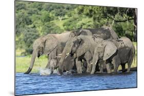 African Elephant Herd, Chobe National Park, Botswana-Paul Souders-Mounted Photographic Print