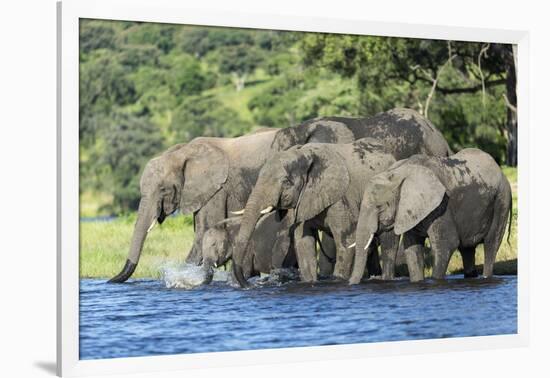 African Elephant Herd, Chobe National Park, Botswana-Paul Souders-Framed Photographic Print