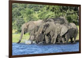 African Elephant Herd, Chobe National Park, Botswana-Paul Souders-Framed Photographic Print