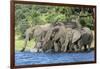 African Elephant Herd, Chobe National Park, Botswana-Paul Souders-Framed Photographic Print