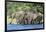 African Elephant Herd, Chobe National Park, Botswana-Paul Souders-Framed Photographic Print