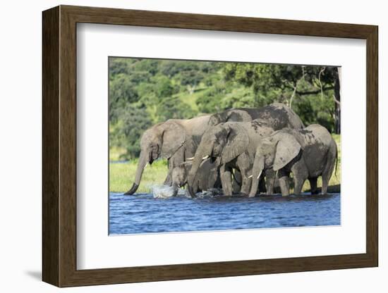 African Elephant Herd, Chobe National Park, Botswana-Paul Souders-Framed Photographic Print