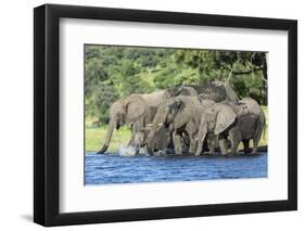 African Elephant Herd, Chobe National Park, Botswana-Paul Souders-Framed Photographic Print