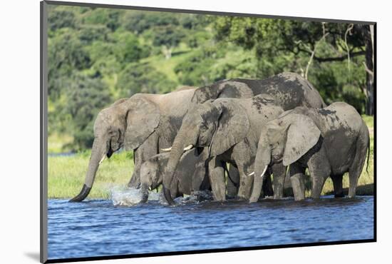 African Elephant Herd, Chobe National Park, Botswana-Paul Souders-Mounted Photographic Print