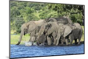 African Elephant Herd, Chobe National Park, Botswana-Paul Souders-Mounted Photographic Print