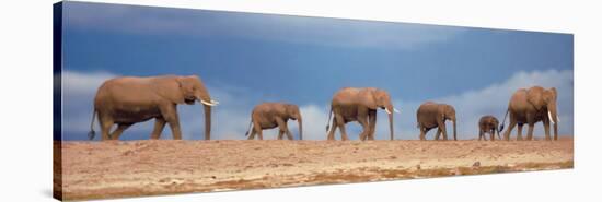 African Elephant Herd in Kenya-null-Stretched Canvas
