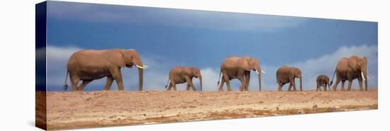 African Elephant Herd in Kenya-null-Stretched Canvas