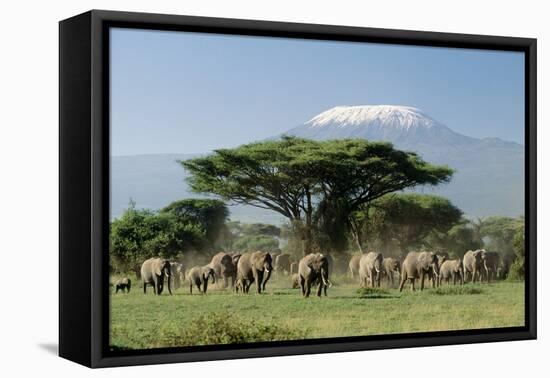 African Elephant Herd Infront of Mt, Kilimanjaro-null-Framed Stretched Canvas