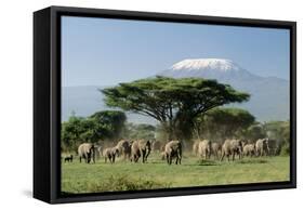 African Elephant Herd Infront of Mt, Kilimanjaro-null-Framed Stretched Canvas