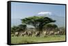 African Elephant Herd Infront of Mt, Kilimanjaro-null-Framed Stretched Canvas